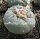 Lophophora fricii XL