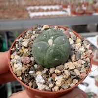 Lophophora fricii, decipiens