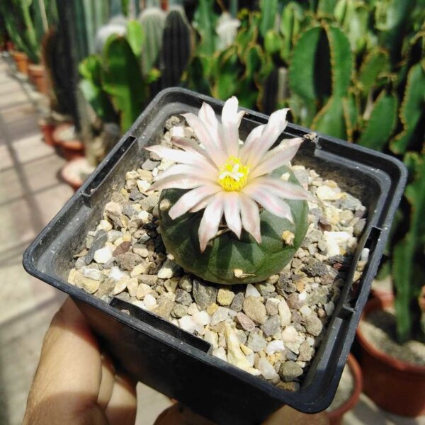 Lophophora spec. San Francisco SLP