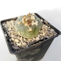 Lophophora spec. San Francisco SLP