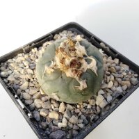 Lophophora spec. San Francisco SLP