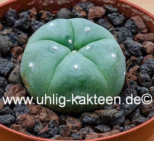 Lophophora williamsii Quatro Cienegas, Coahuila, Mexico