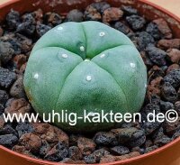 Lophophora williamsii Quatro Cienegas, Coahuila, Mexico