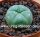 Lophophora williamsii Quatro Cienegas, Coahuila, Mexico
