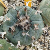 Lophophora williamsii XL