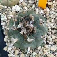 Lophophora williamsii XL