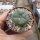 Lophophora williamsii
