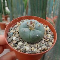 Lophophora williamsii Peyote (syn. Anhalonium)