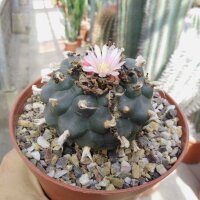 Lophophora williamsii Peyote (syn. Anhalonium)