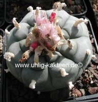 Lophophora williamsii Peyote (syn. Anhalonium)