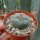 Lophophora williamsii Peyote (syn. Anhalonium)