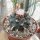 Lophophora williamsii Peyote (syn. Anhalonium)