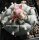 Lophophora williamsii Peyote (syn. Anhalonium)