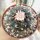 Lophophora williamsii Peyote (syn. Anhalonium)
