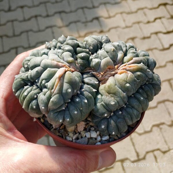 Lophophora williamsii cristata
