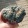 Lophophora williamsii cristata