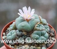 Lophophora williamsii f. caespitosa