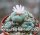 Lophophora williamsii f. caespitosa