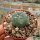Lophophora williamsii f. caespitosa