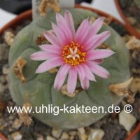 Lophophora williamsii forma