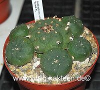 Lophophora williamsii forma