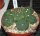 Lophophora williamsii forma