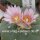 Lophophora williamsii forma