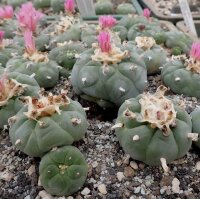 Lophophora williamsii v. decipiens