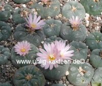 Lophophora williamsii v. decipiens