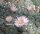 Lophophora williamsii v. decipiens