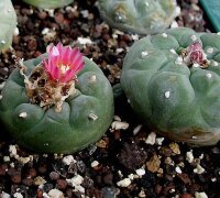 Lophophora williamsii v. jourdaniana