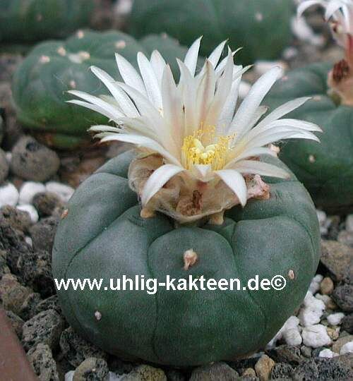 Lophophora diffusa v. koehresii