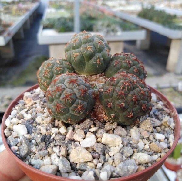 Maihueniopsis bonnieae