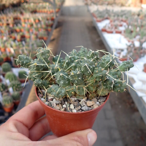 Maihueniopsis subterranea Incahuasi