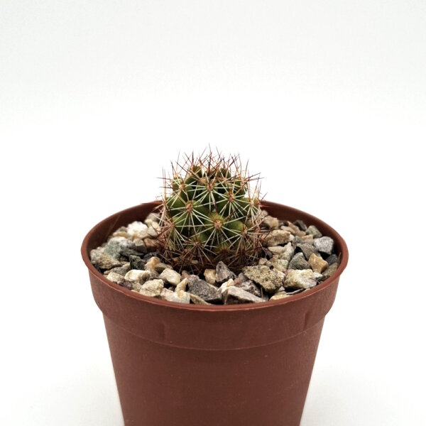 Mammillaria alamensis L 1401