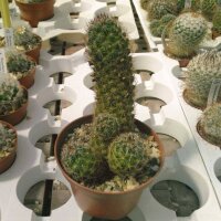 Mammillaria alamensis L 1401