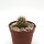 Mammillaria alamensis L 1401