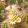 Mammillaria alamensis L 1401