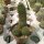 Mammillaria alamensis L 1401