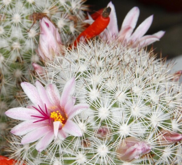 Mammillaria albicans L 034