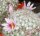 Mammillaria albicans L 034