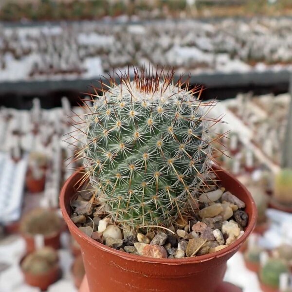 Mammillaria albilanata Zopilote Canyon