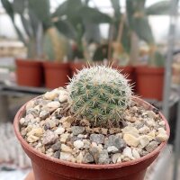Mammillaria albilanata Zopilote Canyon