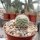 Mammillaria albilanata Zopilote Canyon