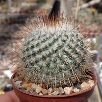 Mammillaria albilanata
