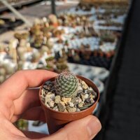 Mammillaria arroyensis Rep. 1054