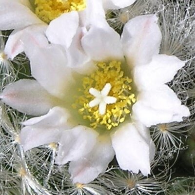 Mammillaria aureilanata f. alba