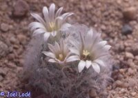 Mammillaria aureilanata f. alba