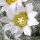 Mammillaria aureilanata f. alba