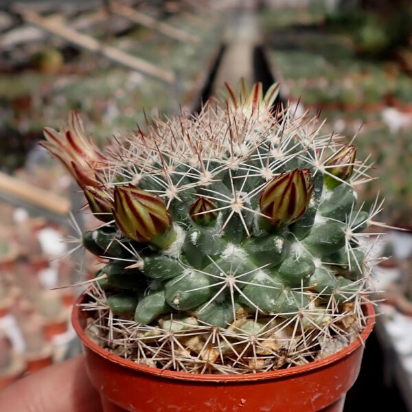 Mammillaria baxteriana